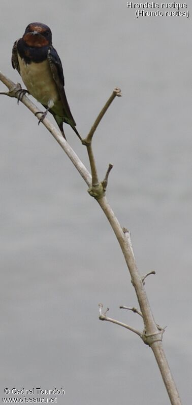 Hirondelle rustiqueadulte, identification