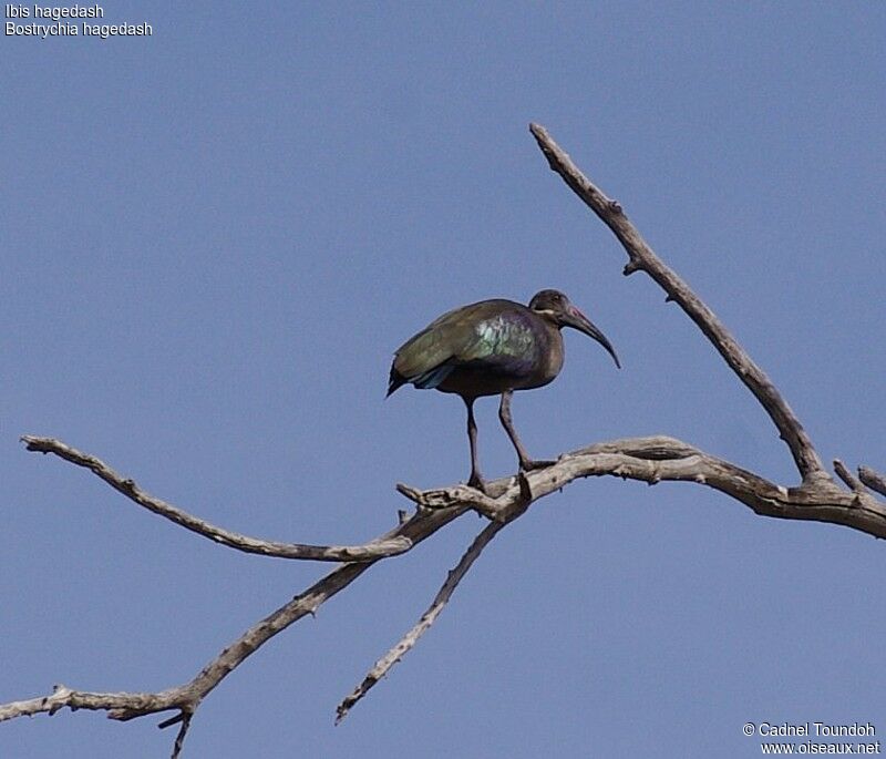 Ibis hagedashadulte nuptial, identification