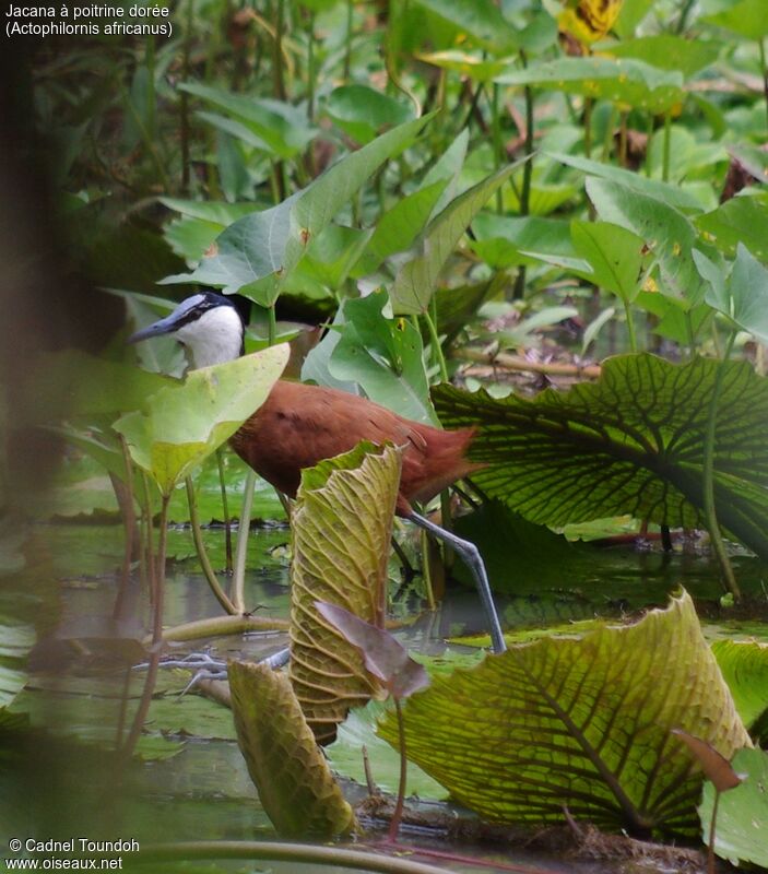 African Jacanaadult, identification