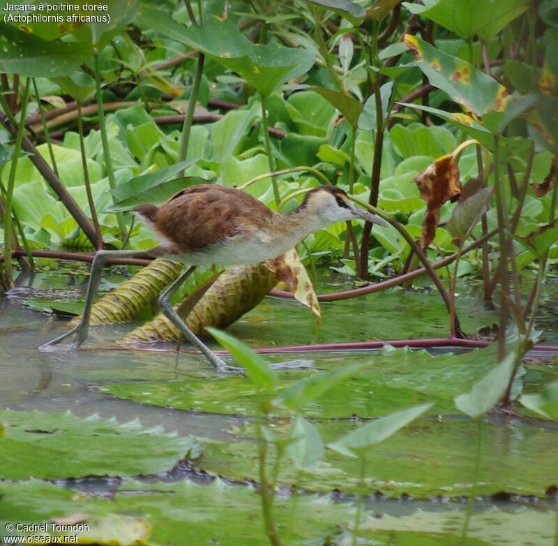 Jacana à poitrine doréejuvénile, identification