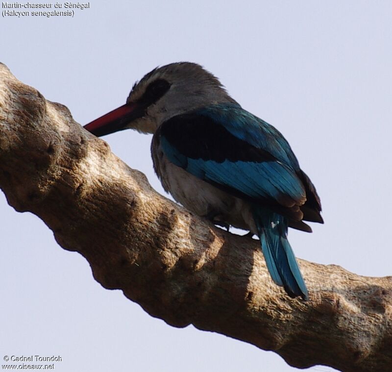 Martin-chasseur du Sénégaladulte, identification