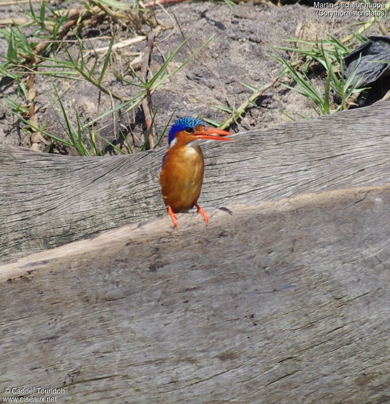 Malachite Kingfisher