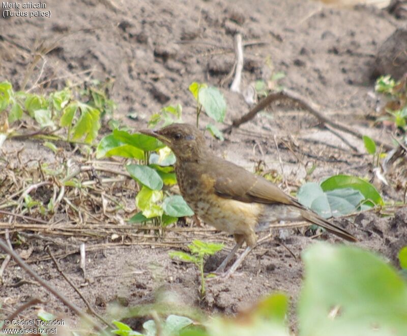 Merle africainjuvénile, identification