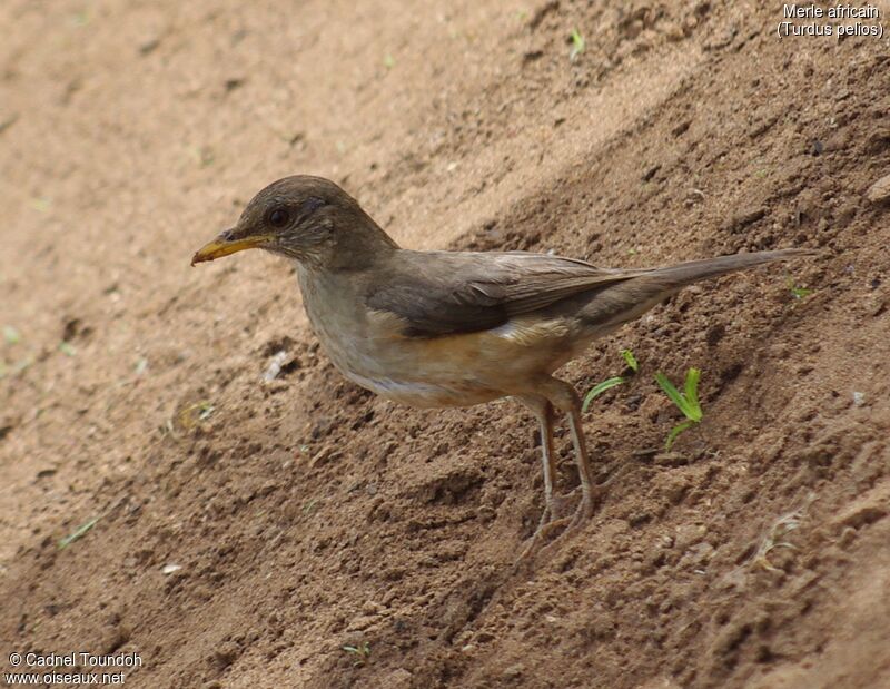 African Thrush