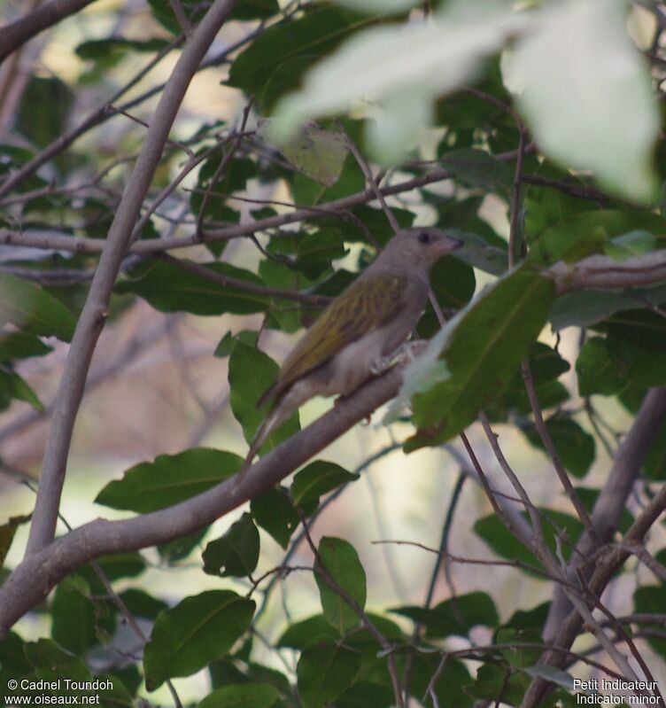 Lesser Honeyguideadult