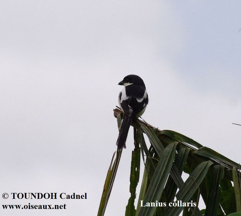 Northern Fiscaladult, identification, song