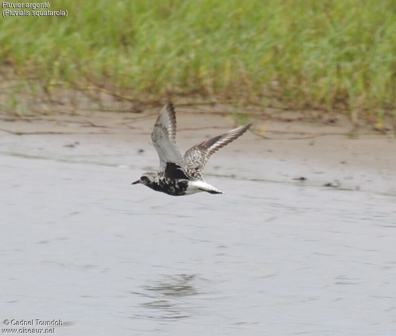 Grey Ploveradult breeding, identification