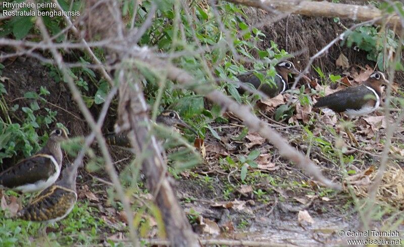 Greater Painted-snipeadult breeding, identification