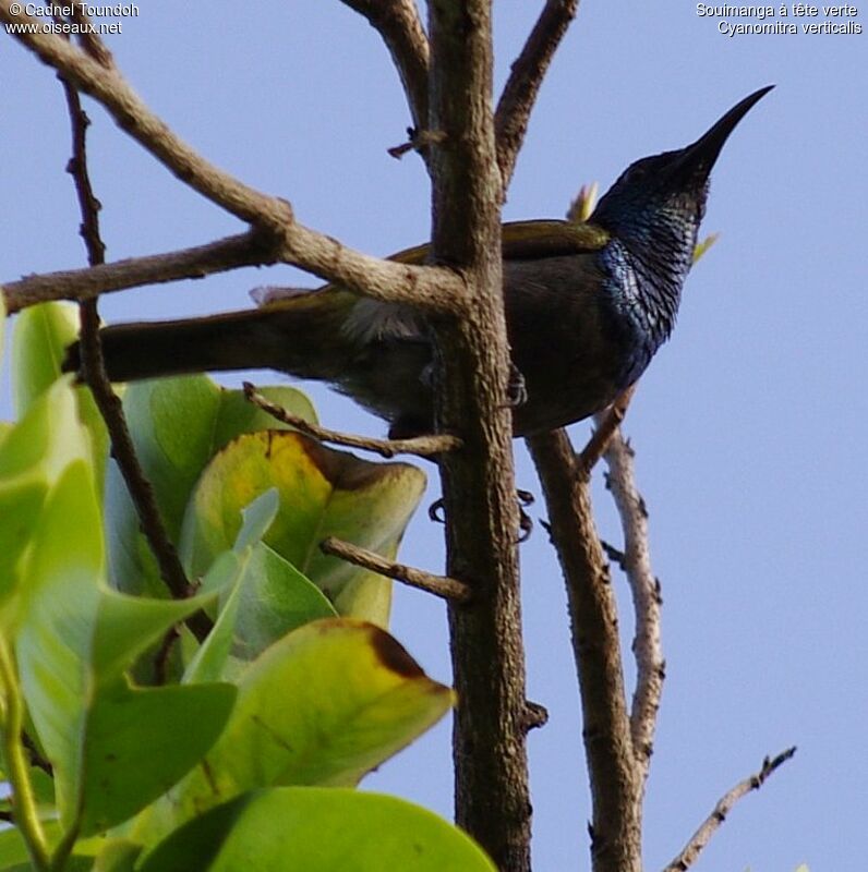 Green-headed Sunbird male adult breeding, identification