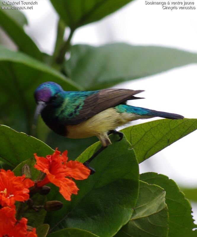 Variable Sunbird male adult, identification