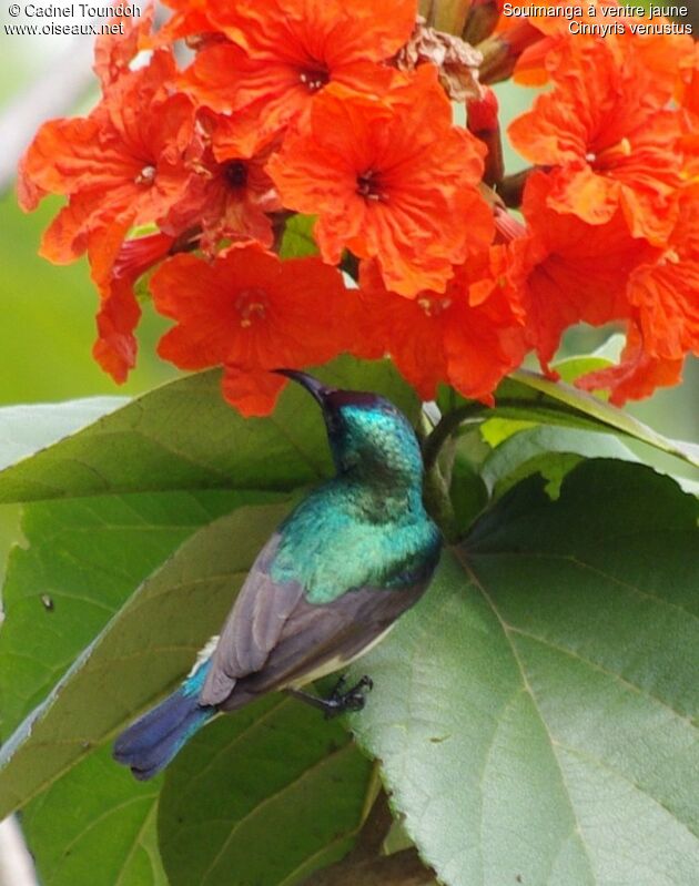 Variable Sunbird male adult, identification