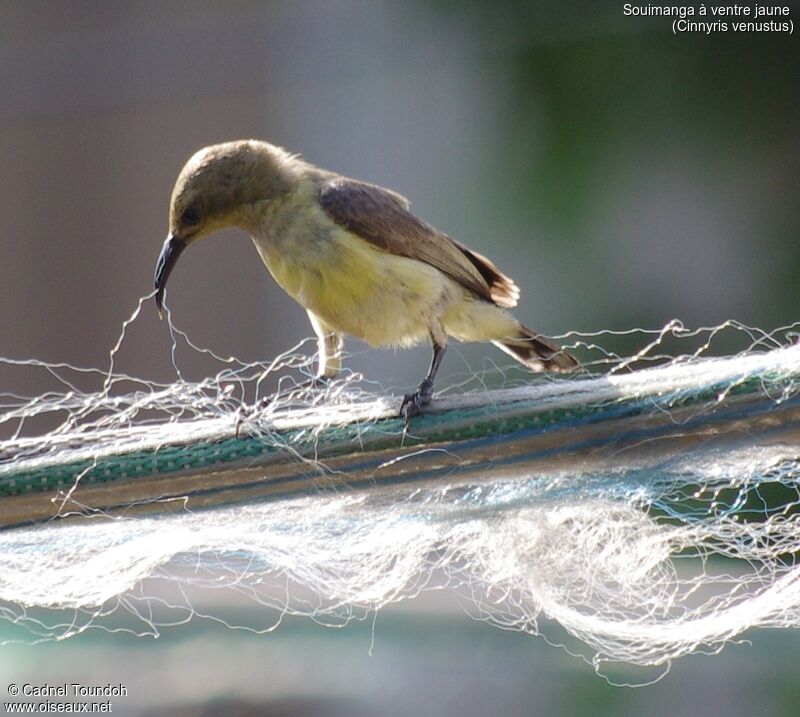 Variable Sunbird female adult breeding, identification