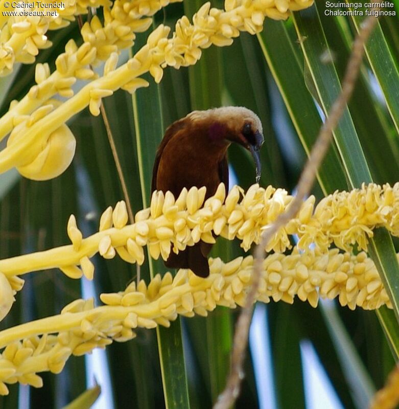 Carmelite Sunbird male adult breeding, identification