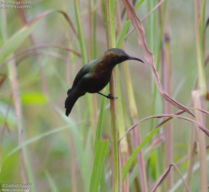 Copper Sunbird male adult breeding, identification