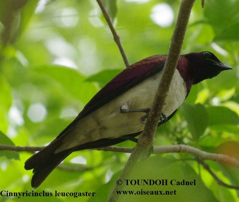 Violet-backed Starling male adult breeding, identification