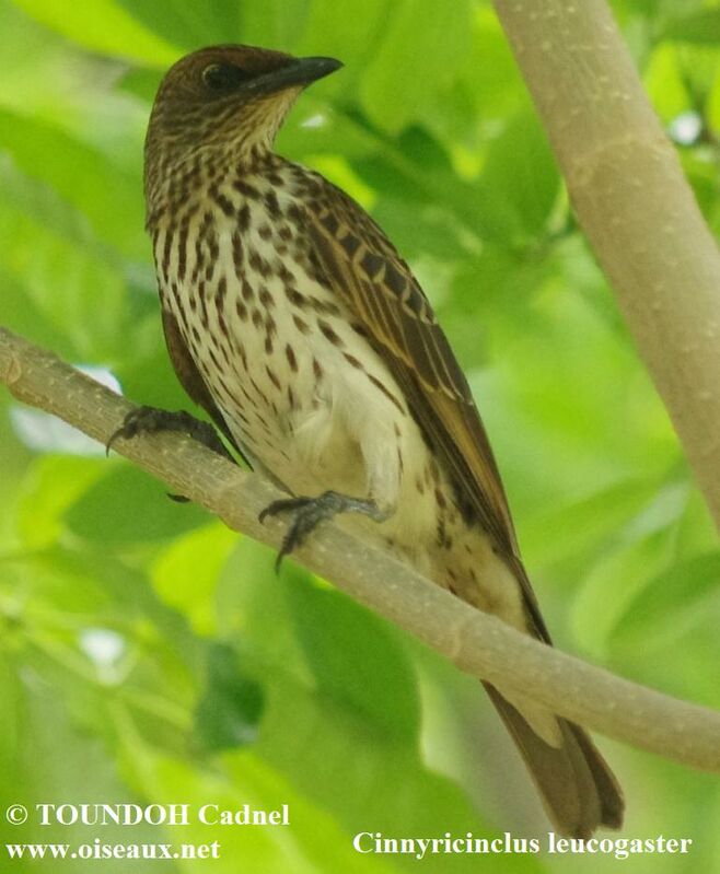 Violet-backed Starling female adult, identification