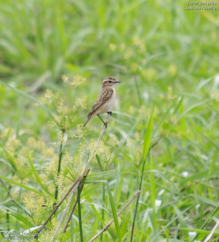 Whinchatadult post breeding, identification