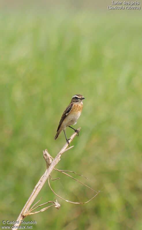 Whinchatadult breeding, identification