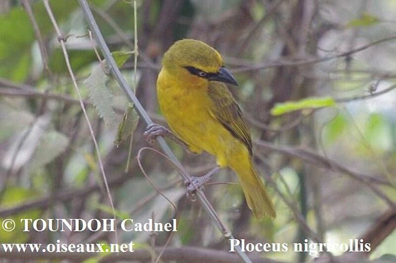 Tisserin à cou noir femelle adulte nuptial, identification