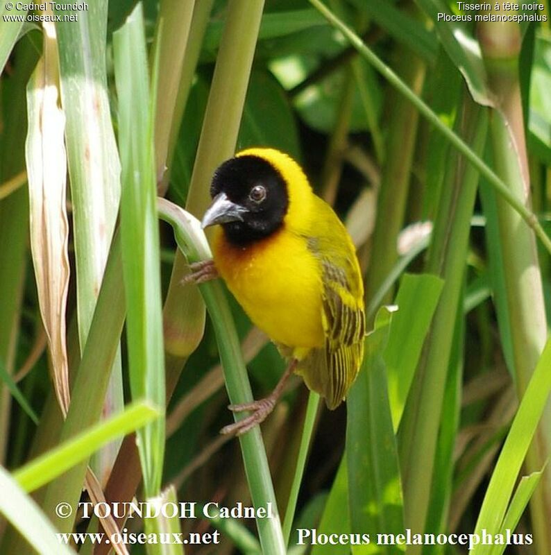 Black-headed Weaver male adult breeding, identification, Behaviour