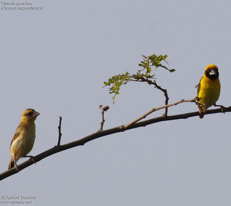 Compact Weaver adult breeding, identification