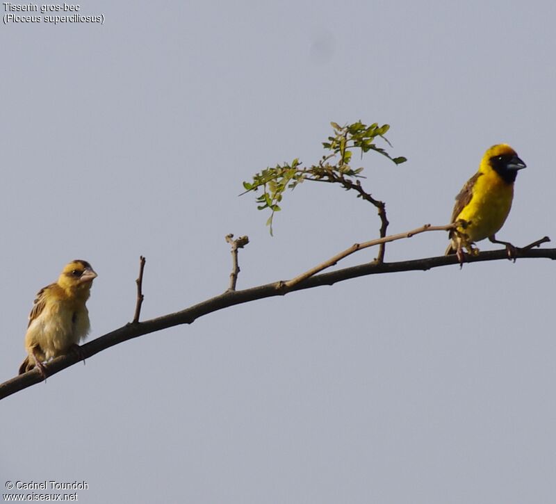 Compact Weaver adult breeding, identification