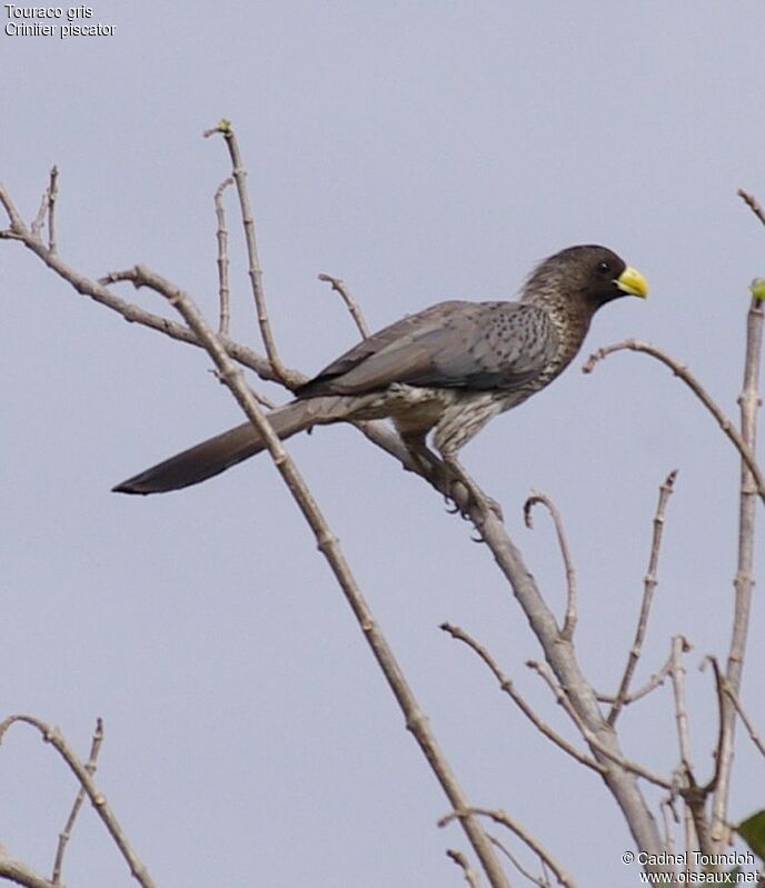 Touraco grisadulte, identification