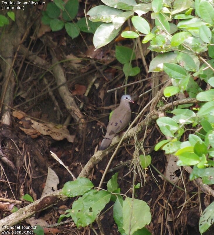 Blue-spotted Wood Doveadult, identification