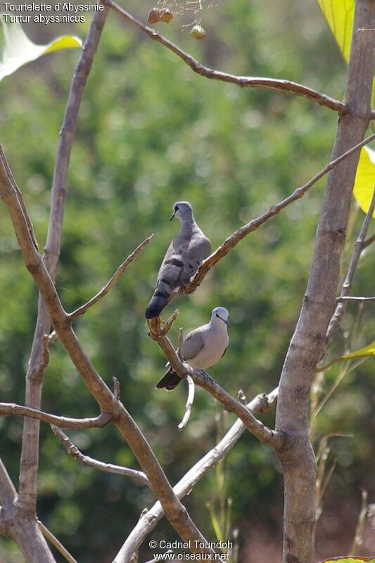 Tourtelette d'Abyssinieadulte, identification