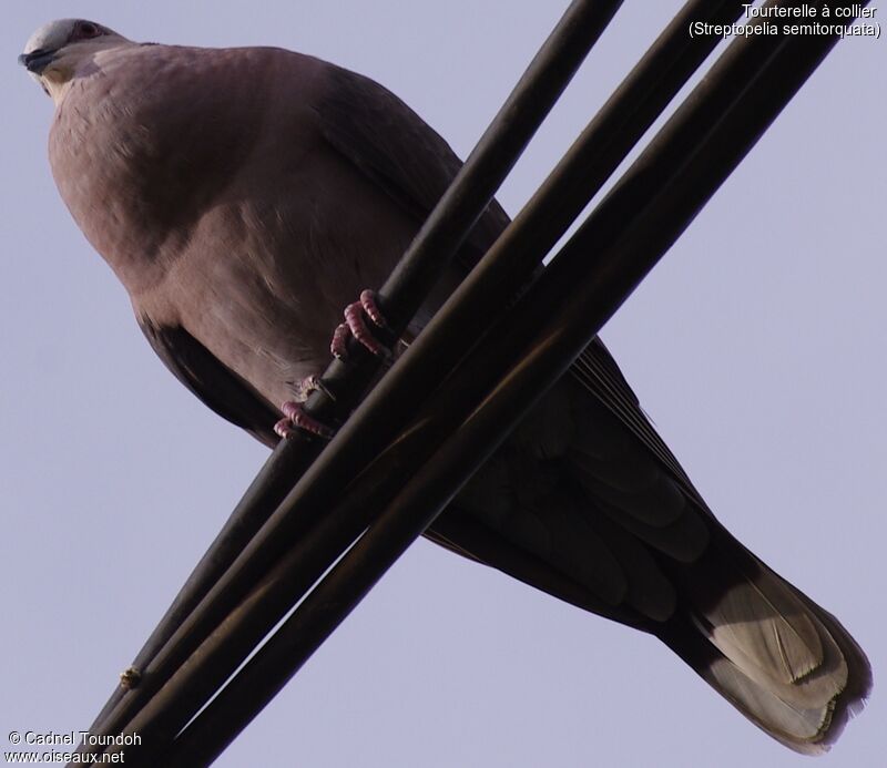 Red-eyed Dove male adult, identification