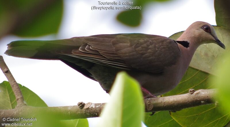 Red-eyed Doveadult, identification