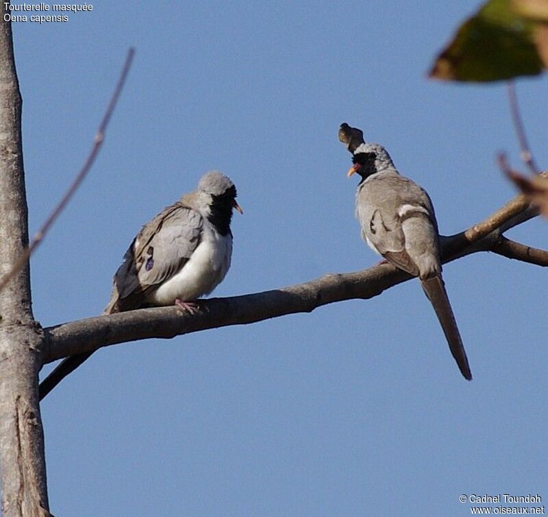 Namaqua Dove male adult breeding, identification