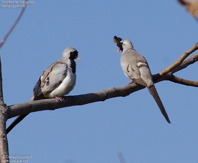 Tourterelle masquée mâle adulte nuptial, identification