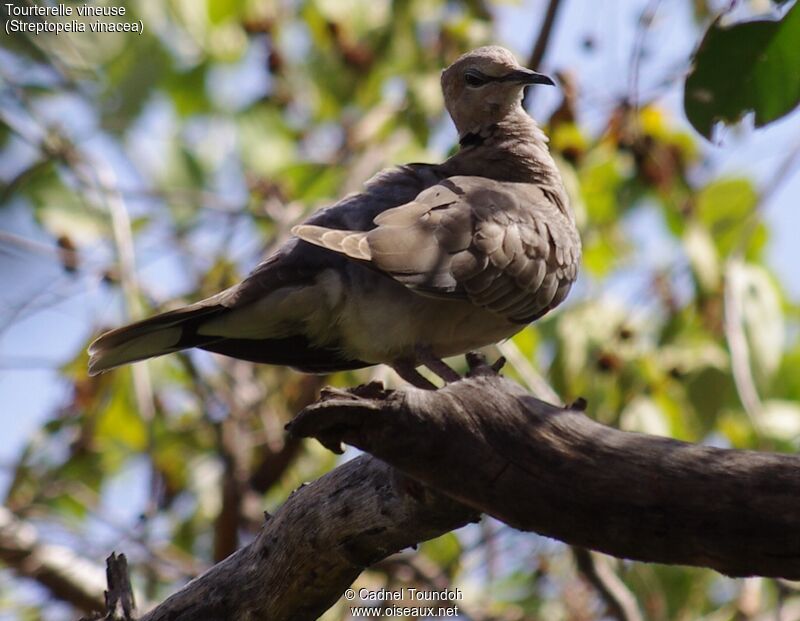 Vinaceous Doveadult, identification