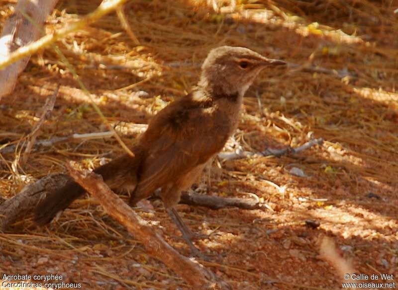 Karoo Scrub Robinjuvenile