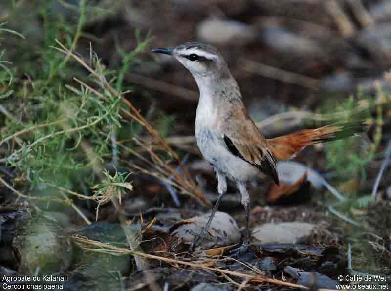 Kalahari Scrub Robinadult