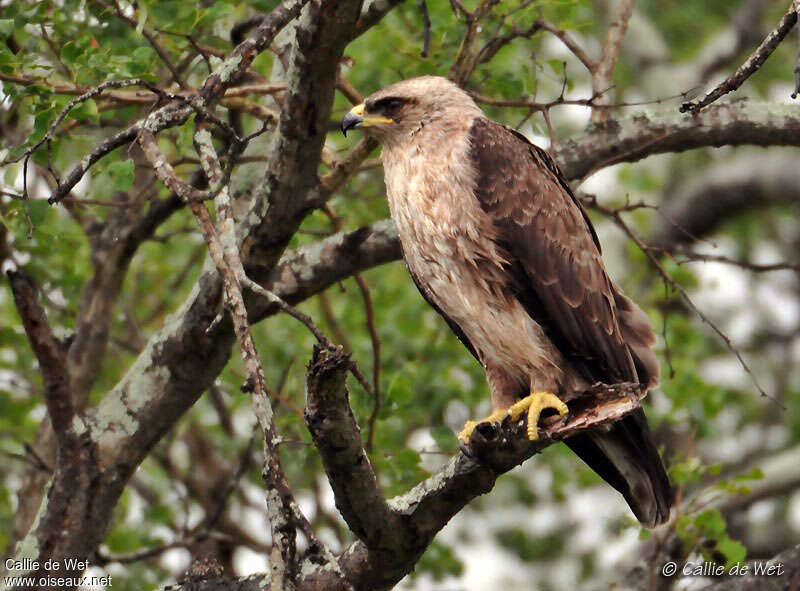 Wahlberg's Eagleimmature, identification