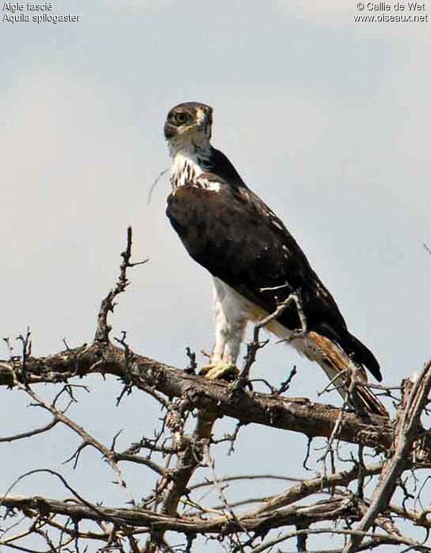 Aigle fasciéadulte