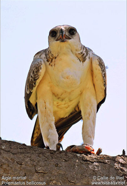 Martial Eagle