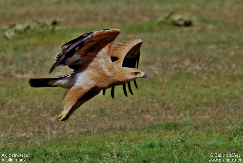 Tawny Eagle