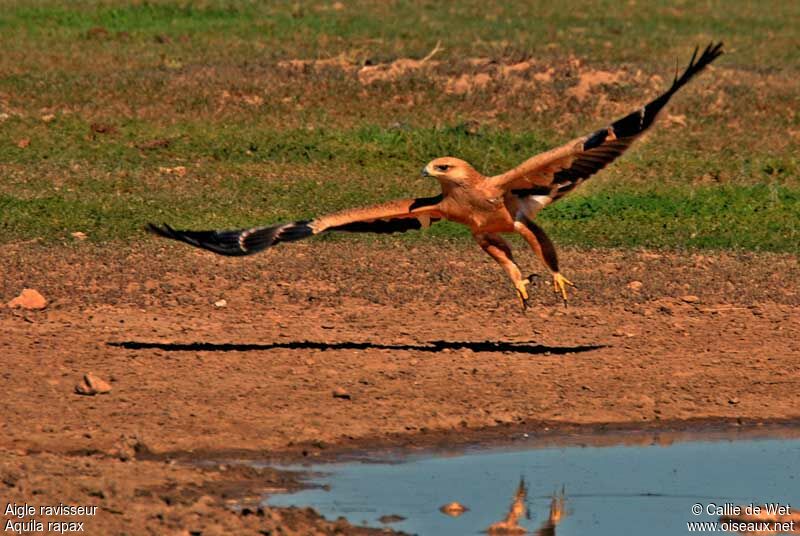 Tawny Eagle