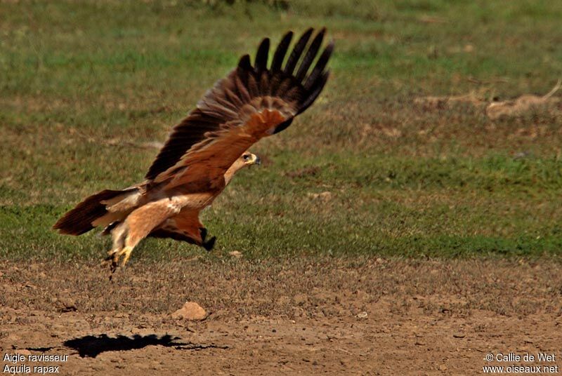 Aigle ravisseur