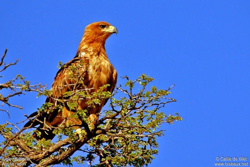 Aigle ravisseur