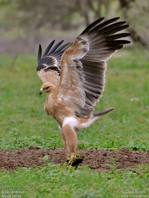 Aigle ravisseurjuvénile