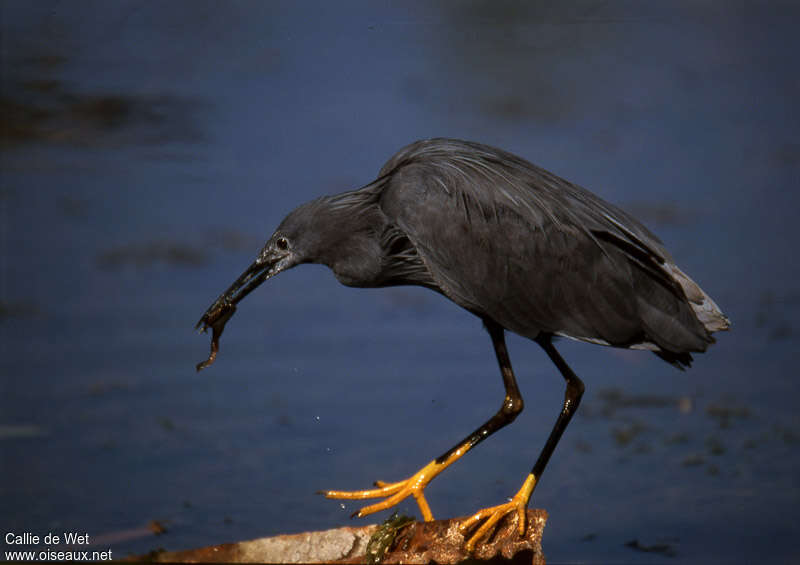 Black Heronadult, identification, feeding habits, eats