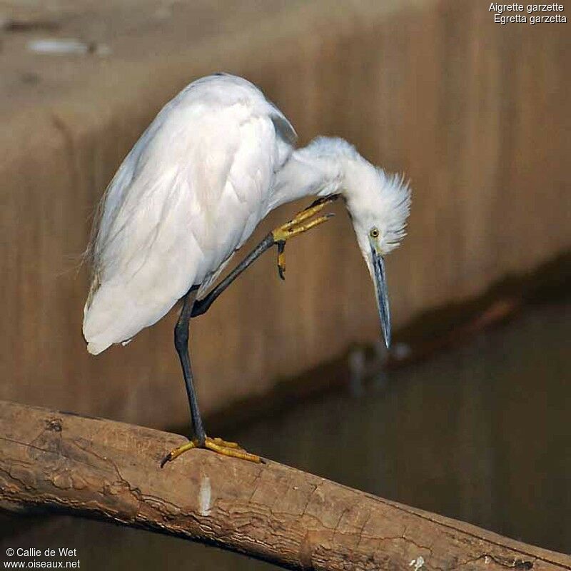 Aigrette garzetteadulte