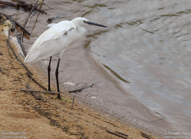 Aigrette garzetteadulte