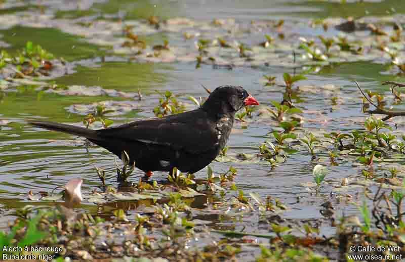 Red-billed Buffalo Weaver male adult