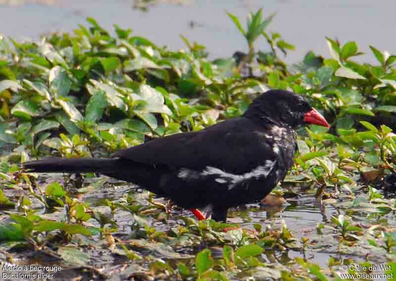 Red-billed Buffalo Weaver male adult