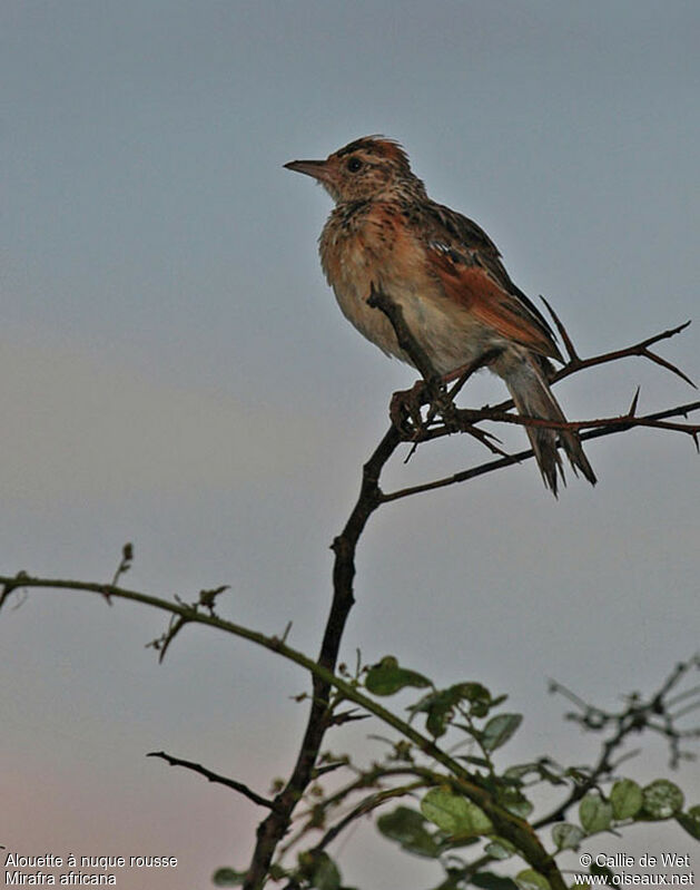 Rufous-naped Lark